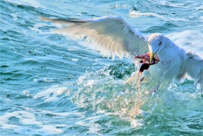 View of birds swimming in sea and eating