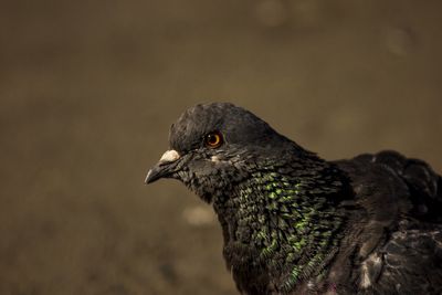 Close-up of a bird