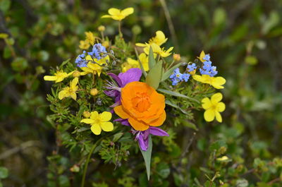 Close-up of colorful flowers