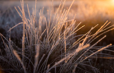 A beautiful frozen wetland grass in the morning light. field of frozen sedge grass in swamp. 