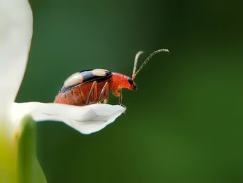 Close-up of insect on flower