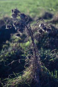 Close-up of lizard on grass