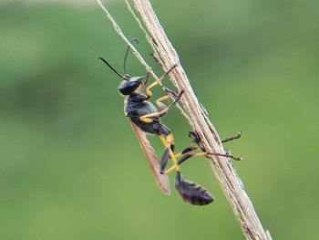 Close-up of insect on plant