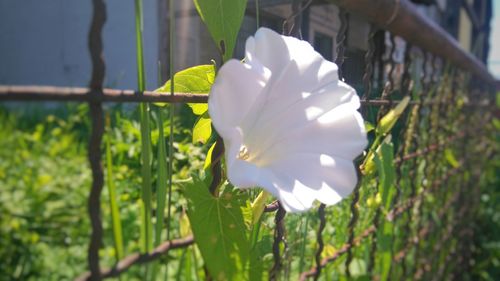 Close-up of white flowers