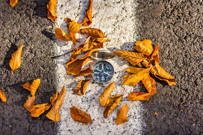 High angle view of dry leaves on road