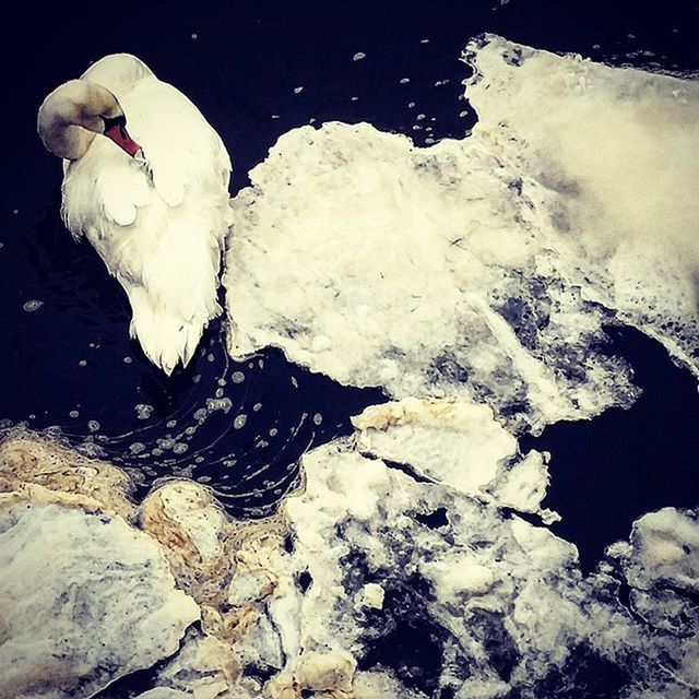 water, swimming, animal themes, wildlife, animals in the wild, lake, rock - object, nature, reflection, high angle view, waterfront, floating on water, sea life, beauty in nature, sea, white color, underwater, bird, no people, swan