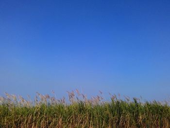 Crops growing on field against clear blue sky