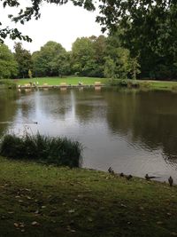 Ducks swimming in lake