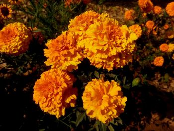 Close-up of yellow flowers blooming outdoors