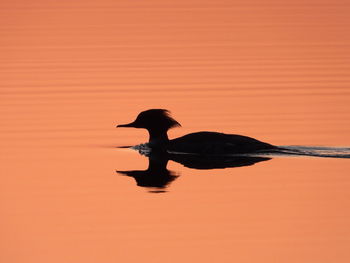 Silhouette of  bird  in a lake