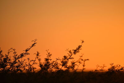 Silhouette plants on field against orange sky