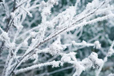 Close-up of snow on plant