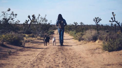 Rear view of woman with dogs walking on road