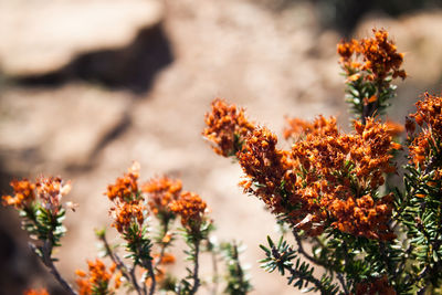 Close-up of plant