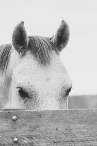 Close-up of horse