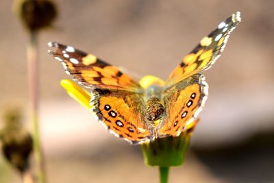 Close-up of butterfly perching on leaf