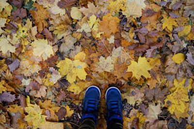 Low section of person standing on yellow maple leaves