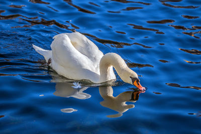 High angle view of swan swimming in lake