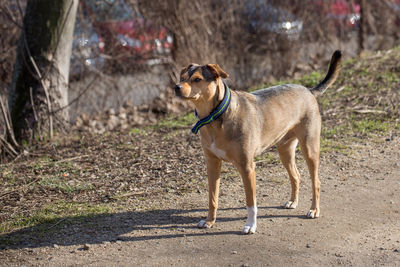 Dog in park