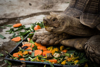 African spurred tortoise / centrochelys sucata