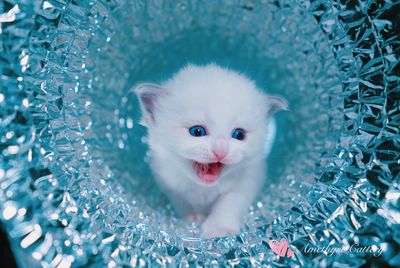 Close-up portrait of white cat