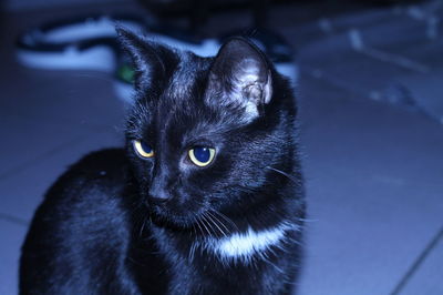 Close-up portrait of black cat