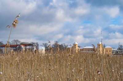 Plants growing on field against sky