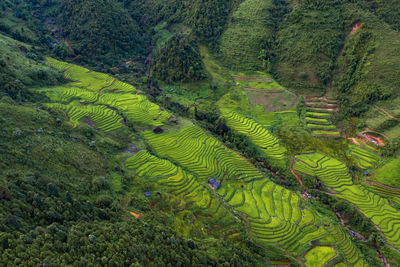 Scenic view of rice paddy