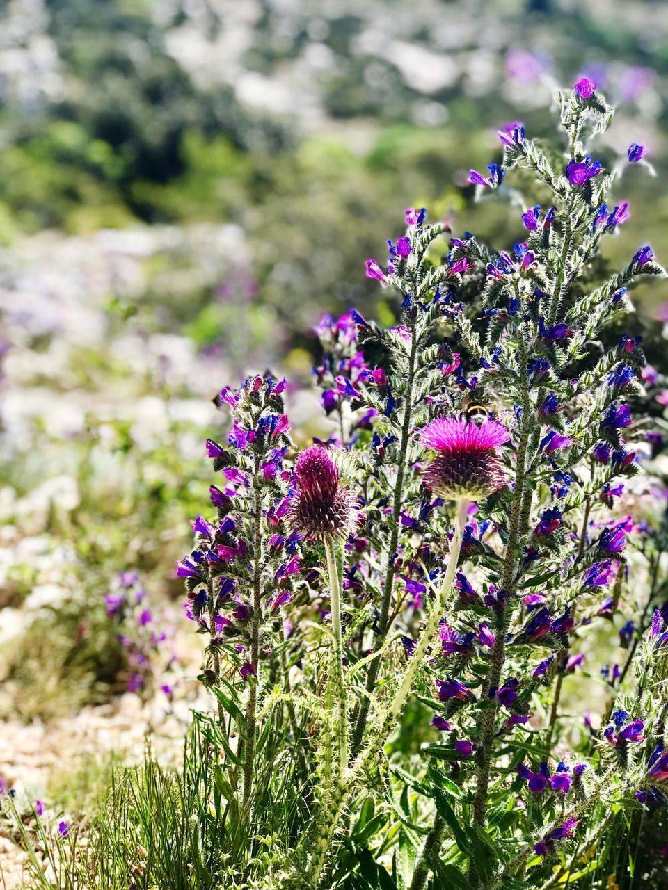 CLOSE-UP OF BEE POLLINATING ON PURPLE FLOWER