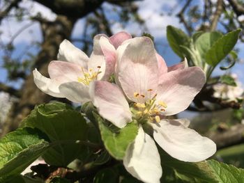 Close-up of pink flower blooming on tree