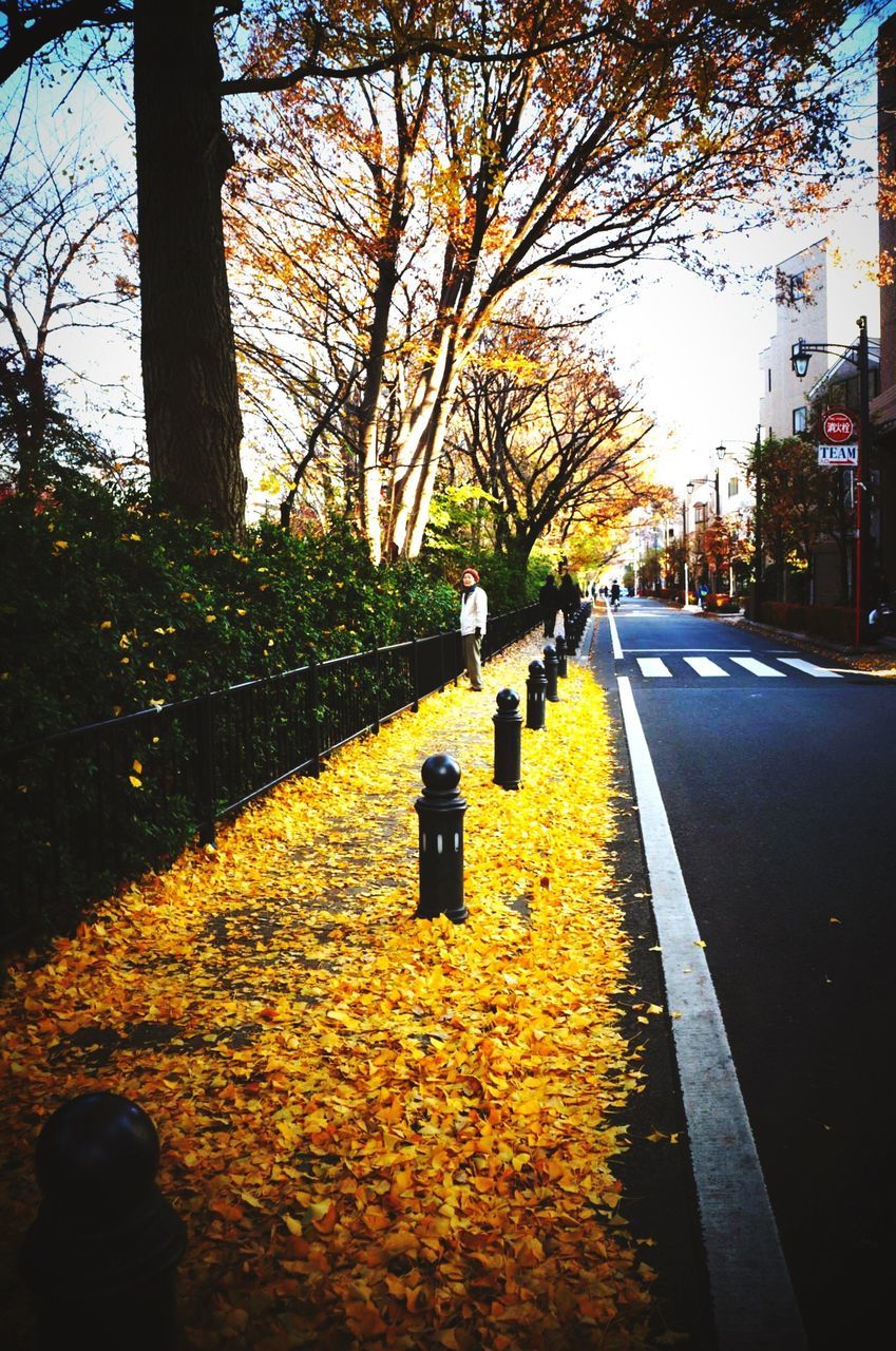 VIEW OF ROAD ALONG TREES