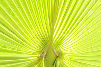 Natural pattern of palm leaf