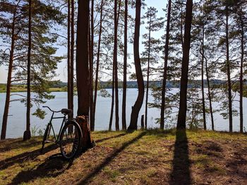 Bicycle parked on tree trunk in forest