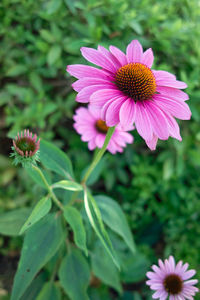 Close-up of pink flower