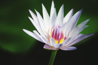 Close-up of white lotus blooming against black background