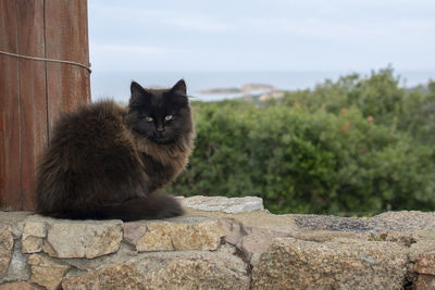 Portrait of a cat against wall