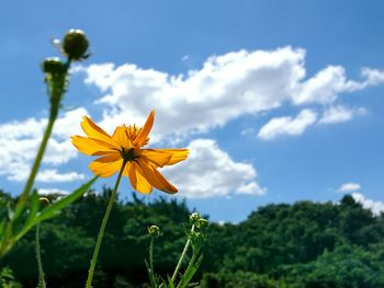 Low angle view of yellow flower