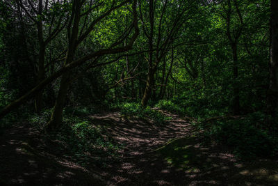 Trees growing in forest