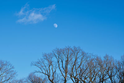 Low angle view of bare tree against blue sky