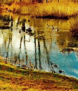 Reflection of trees in water