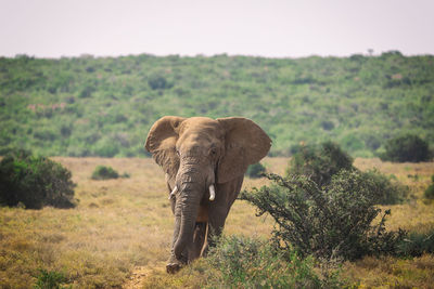 Elephant in a field