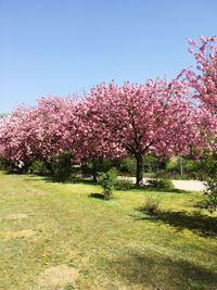 Pink cherry blossom trees against clear sky