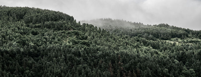 Winter panoramic landscape of a hill forest in moieciu de jos, brasov, transylvania, romania.