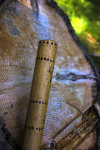 Close-up of bamboo tree trunk in forest