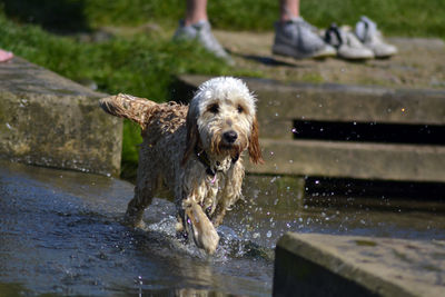 Low section of wet dog on water