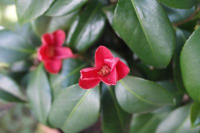 Close-up of pink flowers