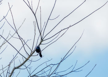Low angle view of bird perching on bare tree