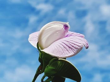 Close-up of pink rose flower against sky