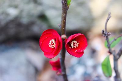 Close-up of red flowers on twig