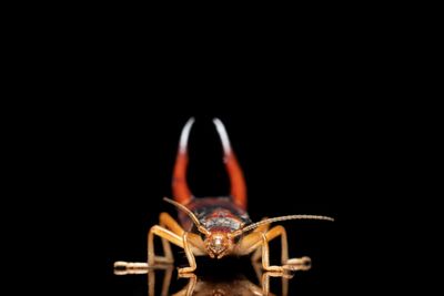 Close-up of insect over black background